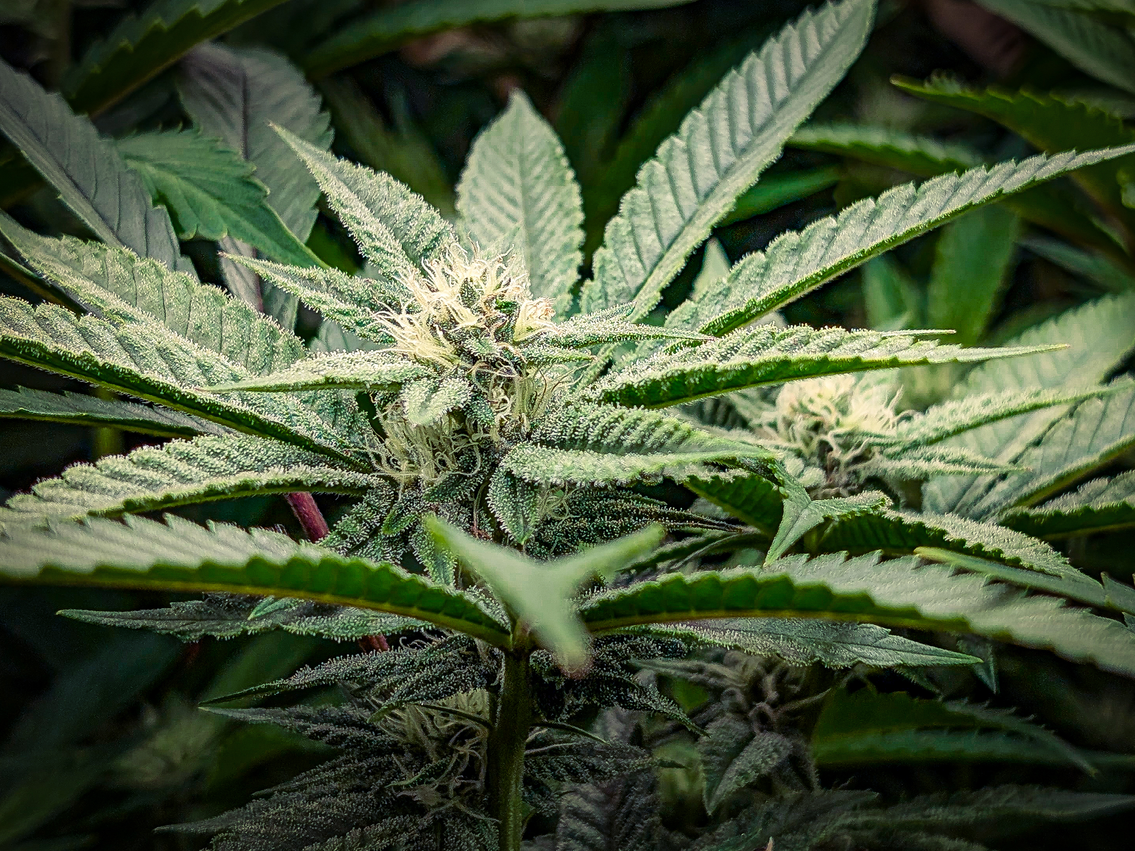 Eine Nahaufnahme einer blühenden Cannabispflanze. Im Zentrum steht eine junge Blüte (Bud) mit vielen hellen, weißen Härchen (Stigmen), umgeben von gezackten, grünen Blättern. Die Blätter sind mit glitzernden Trichomen überzogen, was ihnen ein frostiges Aussehen verleiht. Der Hintergrund ist mit weiteren dunkleren Blättern leicht unscharf gehalten.