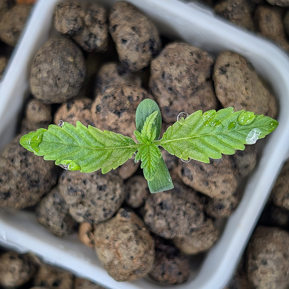 Eine Nahaufnahme von oben auf einen kleinen Cannabis-Keimling, der in einem weißen Topf mit Blähton (Hydrokultur-Substrat) wächst. Die Pflanze zeigt ihre ersten gezackten Primärblätter und zwei kleine, runde Keimblätter (Kotyledonen). Auf den hellgrünen Blättern glitzern kleine Wassertropfen.
